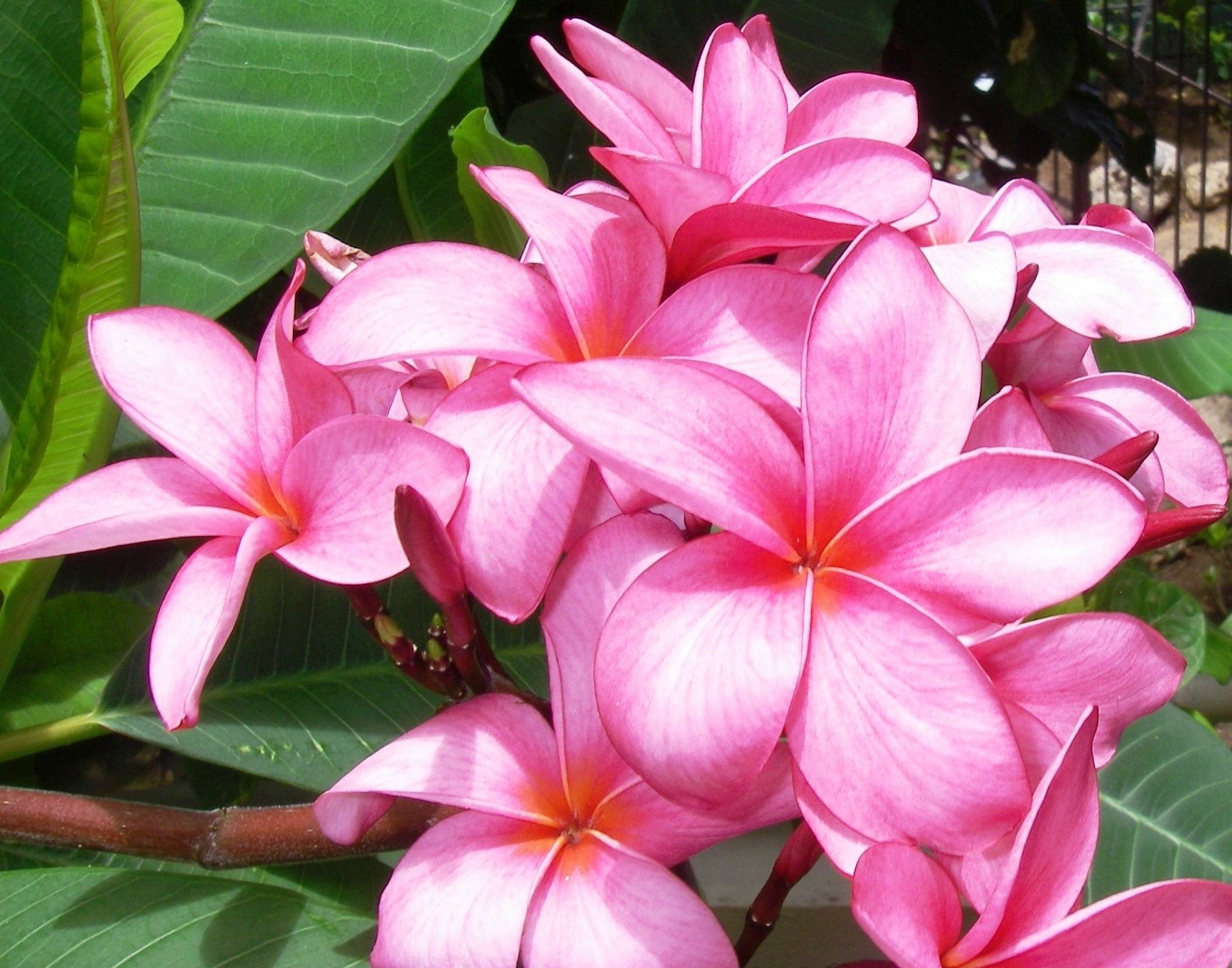 Ready to Bare It: The Haute 5 Summer Spa Treatments in Honolulu