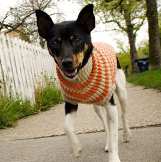 Top Five orGLAMic Dog Accessories