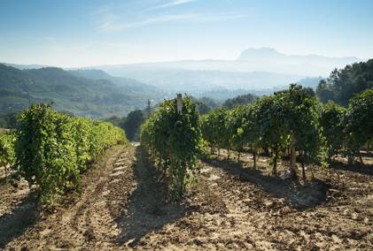 Terredora di Paolo – White Hot Trailblazing Wine Making