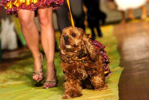 Haute Benefit: 4th Annual Doggie’s on the Catwalk