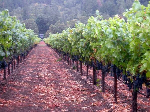 Haute Wines: Two California Classics