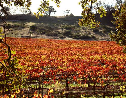 The Numbers of Napa Valley