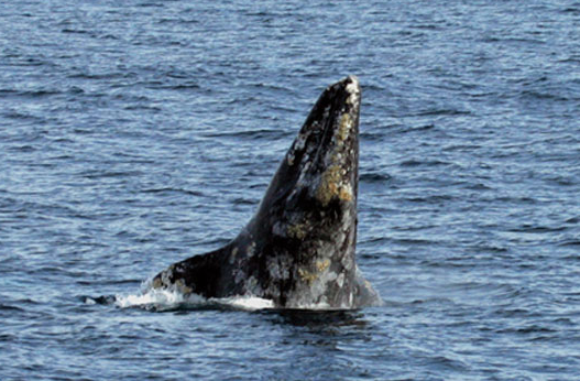 Whale Watching At The Ritz Carlton, Laguna Niguel