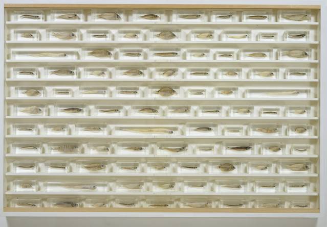 Damien Hirst’s 100 Fish Sells for $2.8 Million