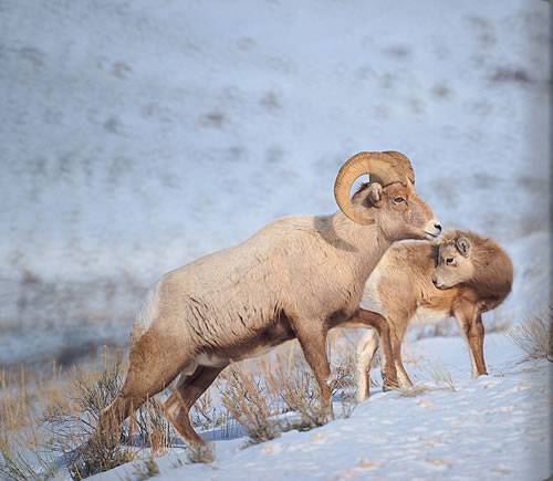 Amangani’s Winter Wildlife Adventure
