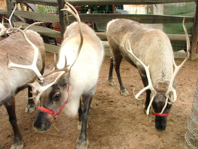 Malibu Country Mart’s Winter Wonderland Event With Live Reindeer
