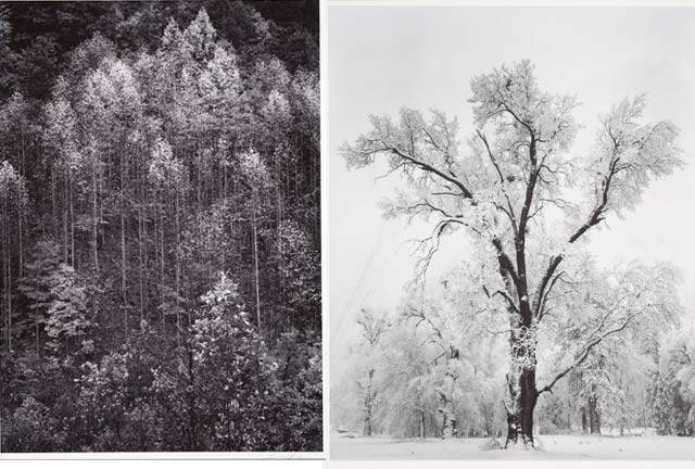 Ansel Adams Exhibition Venice Beach Opens To Public