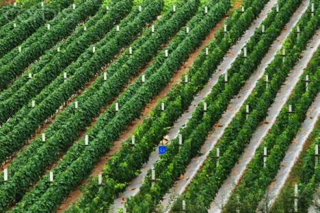 Moët-Hennessy Invests In China Vineyard To Produce Red Wine