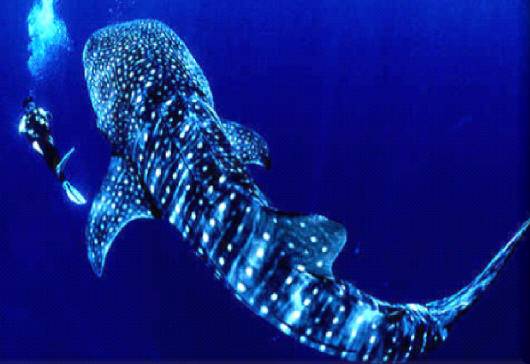 Tanjong Jara Resort Tropical Diving Excursion Package