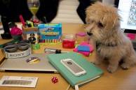 What’s On My Desk: Melissa Ben-Ishay, Founder of Baked By Melissa Cupcakes