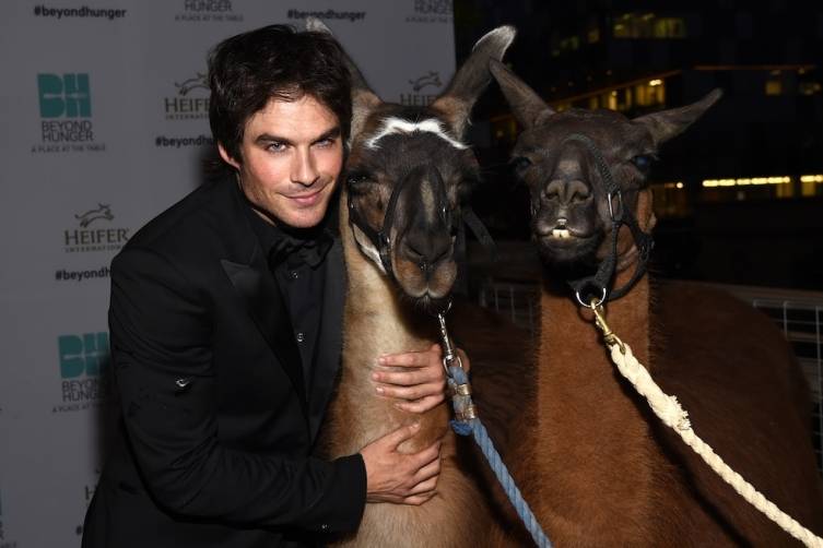 Ian Somerhalder with llamas 