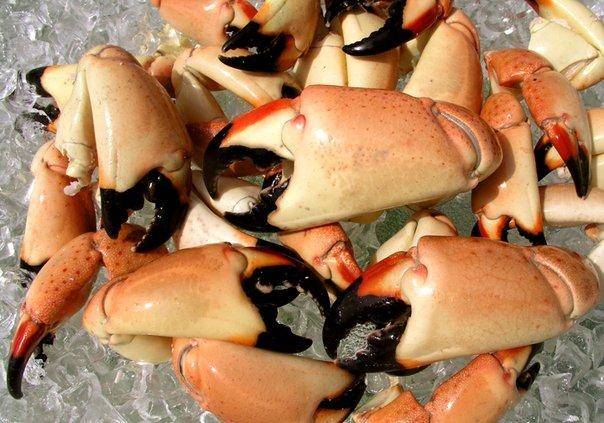 Stone Crab Season